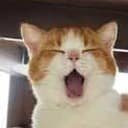 popcat