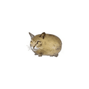 CATATOMAXX