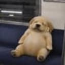 eeepydog