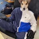 wiwidog