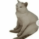 housecat