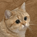 cate