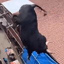 Bull