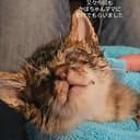 cate