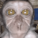 callmonkey