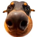 Dober Mani