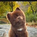 BERTRAM