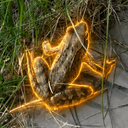 meowfrog