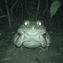 TOAD