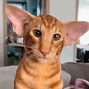 Dobby