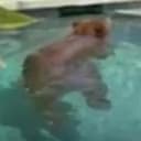 BIP