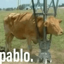Pablo