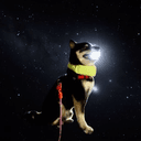 Mooner Inu