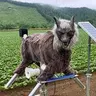 MonsterWolf