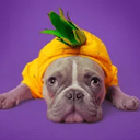 pineappledog