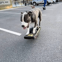 Greyson
