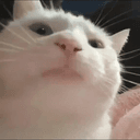 CatJAM