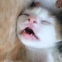 NAP