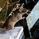 Rat