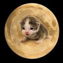 SMALLCATE