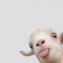 Blehgoat