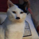KITTLER