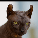 Prisoncat