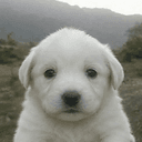 Copito