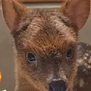 イチハ