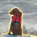 Koa