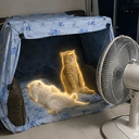 coolcats