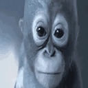 Monke