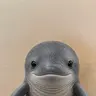 whale