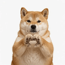 DOGE