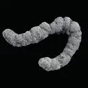 Coprolite