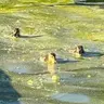 Ducklings