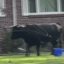 BULLRUN
