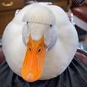 CDUCK