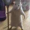 RAT