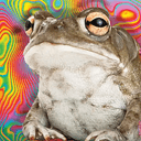 DMT