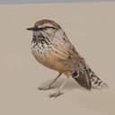 BIRB