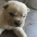 BULLY