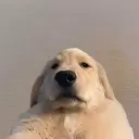 doug