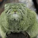 Pepe