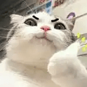 catcoins
