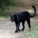 panther
