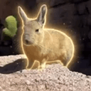 Viscacha