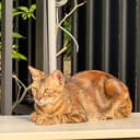 MOW