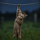 Hodlkitty