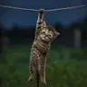 Hodlkitty